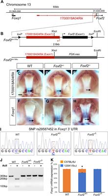 Cis-Repression of Foxq1 Expression Affects Foxf2-Mediated Gene Expression in Palate Development